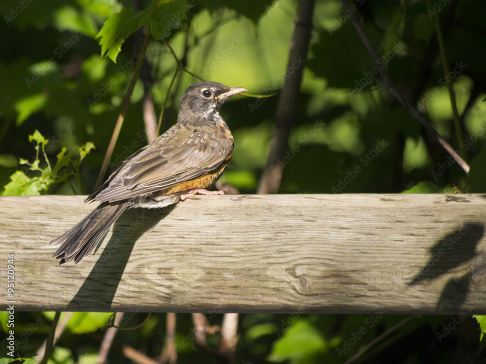 American Robin American Robin