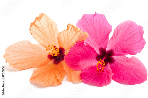 two hibiscus flower isolated on white background