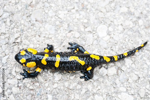 Black yellow spotted fire salamander closeup