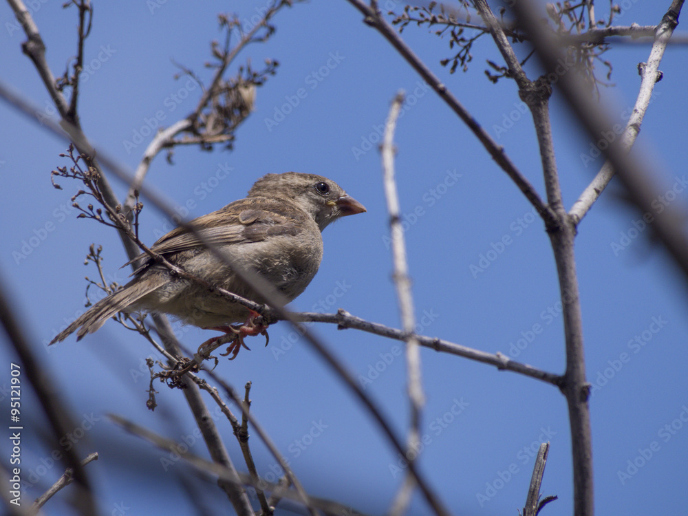 Sparrow bird on a branch Sparrow bird on a branch