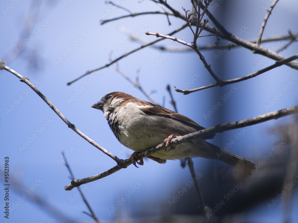 Sparrow bird on a branch Sparrow bird on a branch