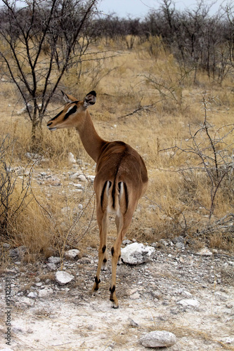 Black-faced Impala  Aepyceros melampus petersi   Etosha  Namibia