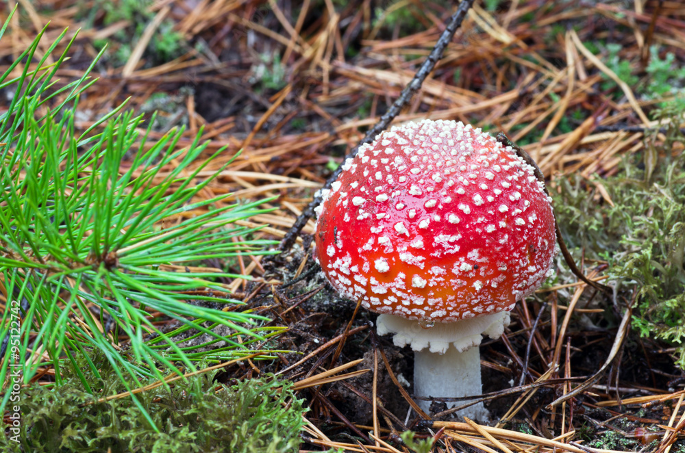Beautiful mushroom amanita with a red hat and white speckled gro Beautiful mushroom amanita with a red hat and white speckled gro