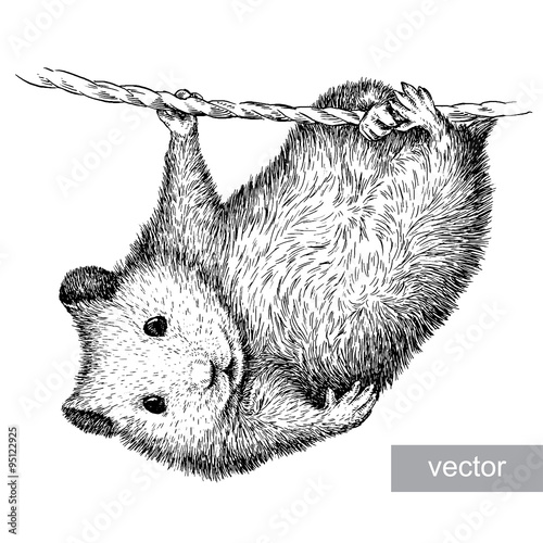 engrave hamster illustration