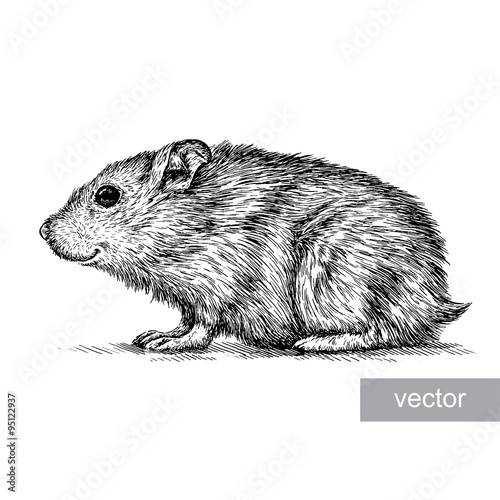 engrave hamster illustration