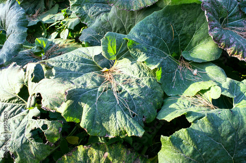 big green leaves of burdock photo