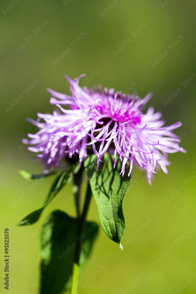 Brown Knapweed (centaurea jacea) in a forest closeup Brown Knapweed (centaurea jacea) in a forest closeup