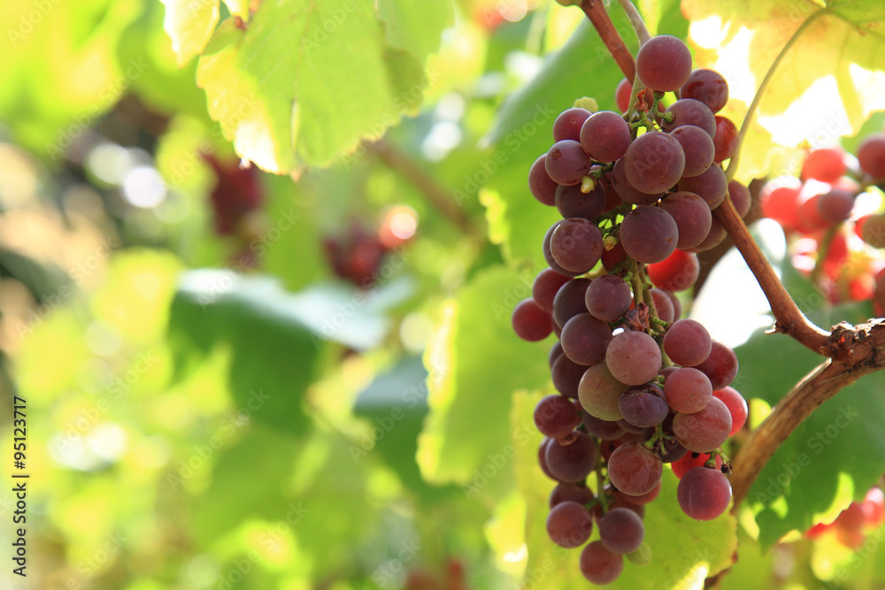 red grapes plant with fruit..