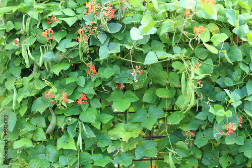 Foto beans plants and flowers