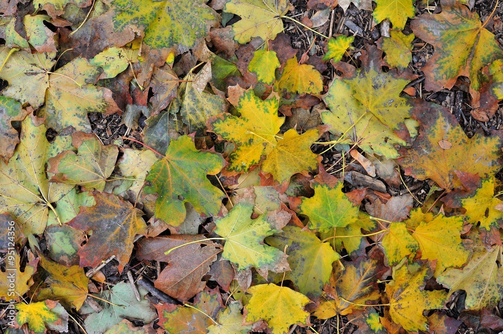 Autumn fallen leaves/autumn maple fallen leaves lying on the ground in the park