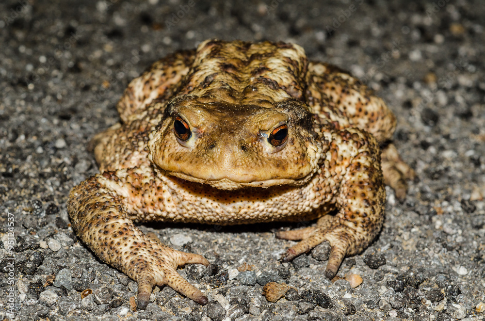 Rospo Stock Photo | Adobe Stock