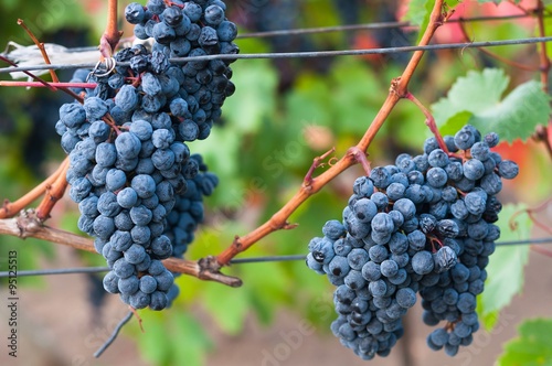 Bunch of red wine grape Bibor kadarka (Purple kadarka)