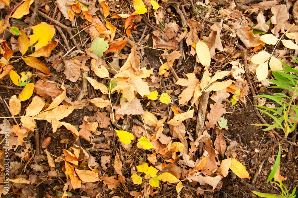 autumn leaves on the ground