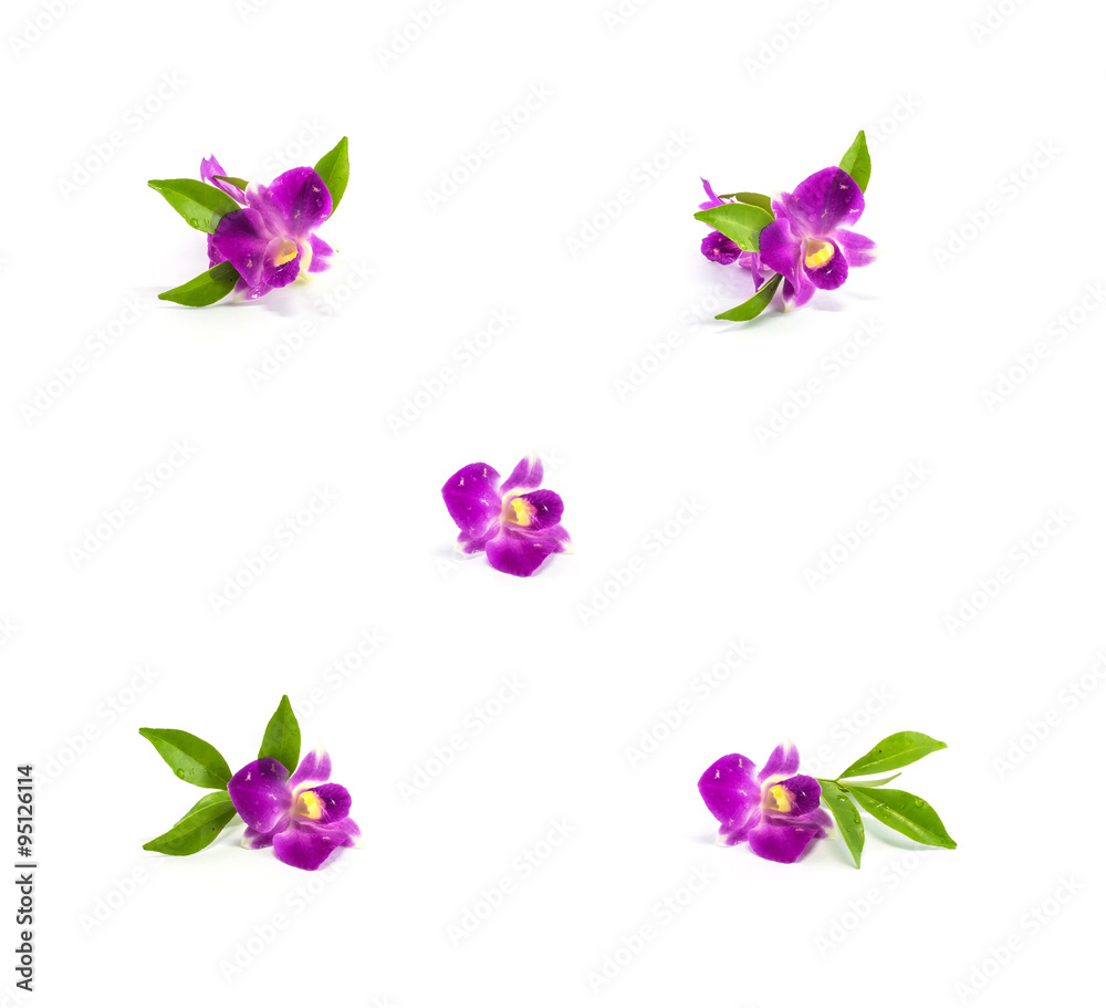 Group of purple flower isolated on white background Group of purple flower isolated on white background