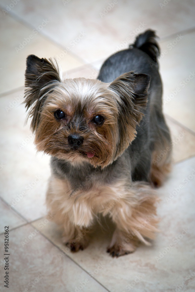 Old Yorkshire terrier