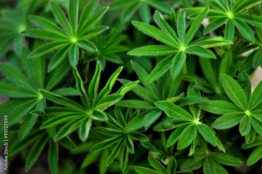 green leafs green leafs