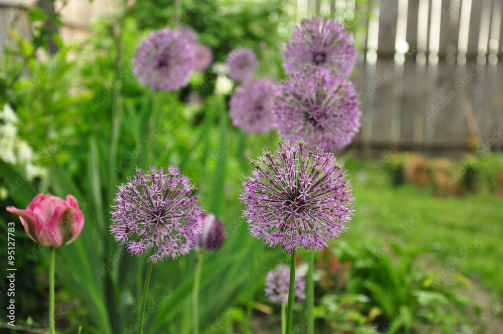 allium in the garden allium in the garden