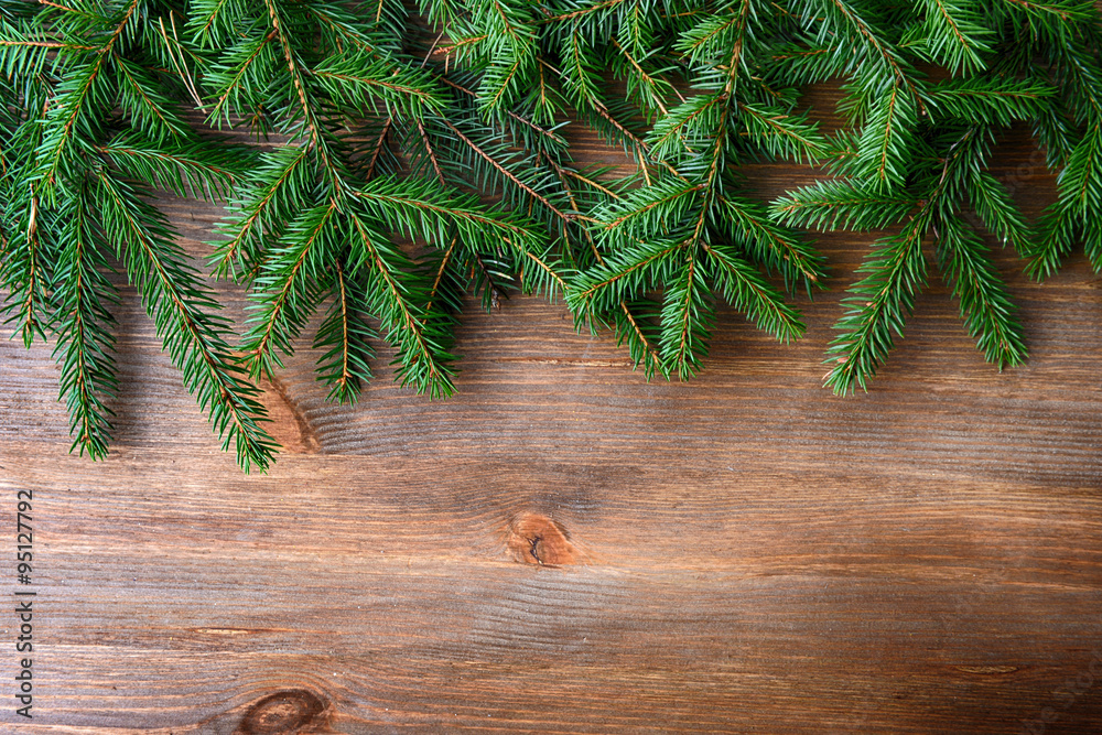 branch of green fir tree branch of green fir tree