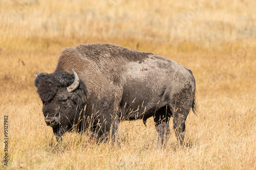 Bison in Yellowstone National park