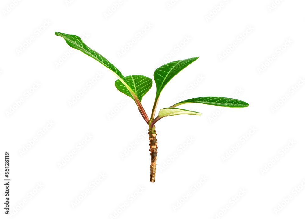 Green sprout on a white background Green sprout on a white background