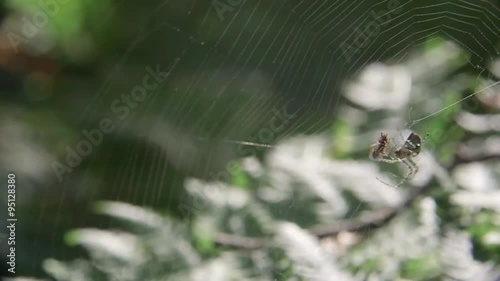Wallpaper Mural Spider and ant in cobweb Torontodigital.ca
