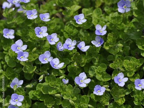 Creeping speedwell flowers Veronica filiformis photo