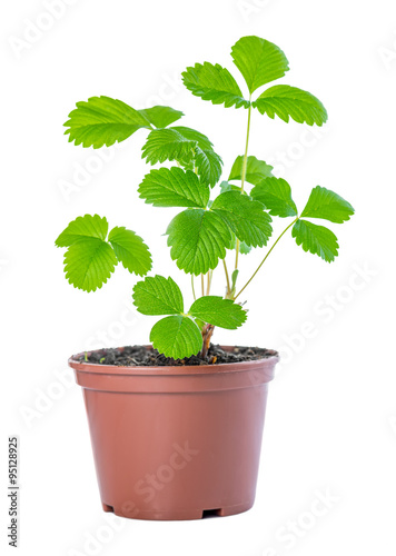 spring bush of sapling sprout strawberry plant in plastic pot is