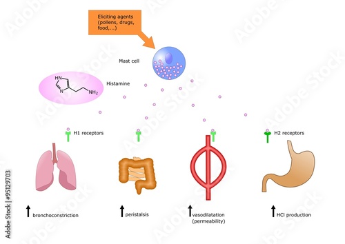 allergeni, rilascio di istamina e suoi effetti sui principali organi