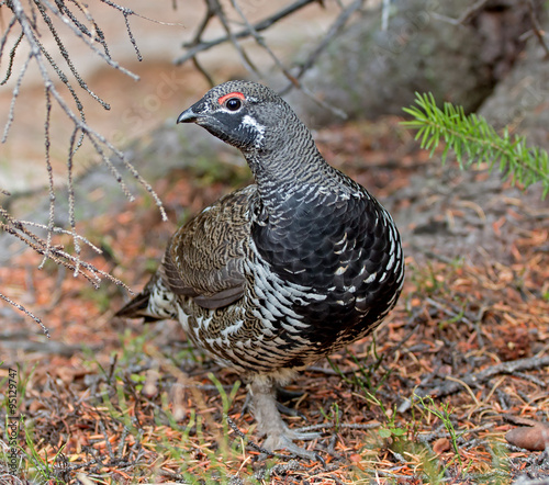 Spruce Grouse - male