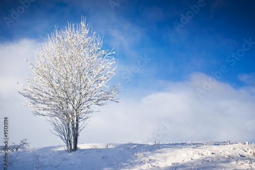 Frozen tree on the field. Winter landscape