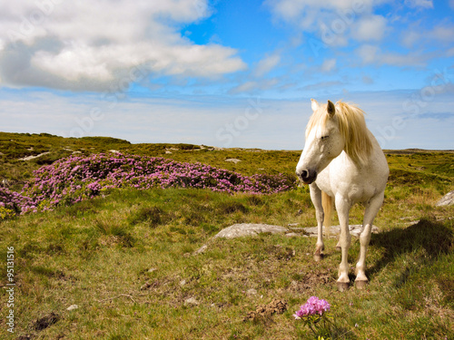 Canvas Print Connemara Pony