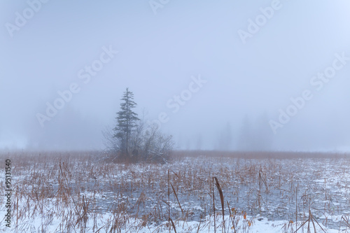 Wallpaper Mural spruce on foggy swamp in winter Torontodigital.ca