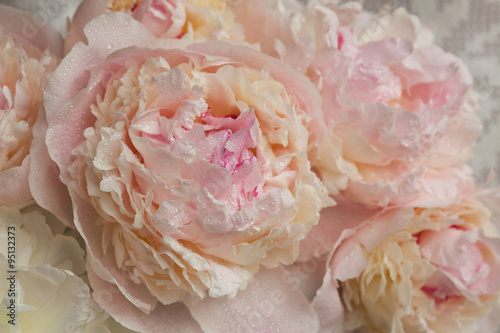 Fototapeta Naklejka Na Ścianę i Meble -  Light pink peonies