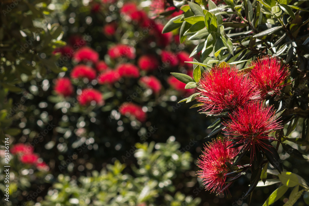 isolated New Zealand Christmas tree flowers isolated New Zealand Christmas tree flowers