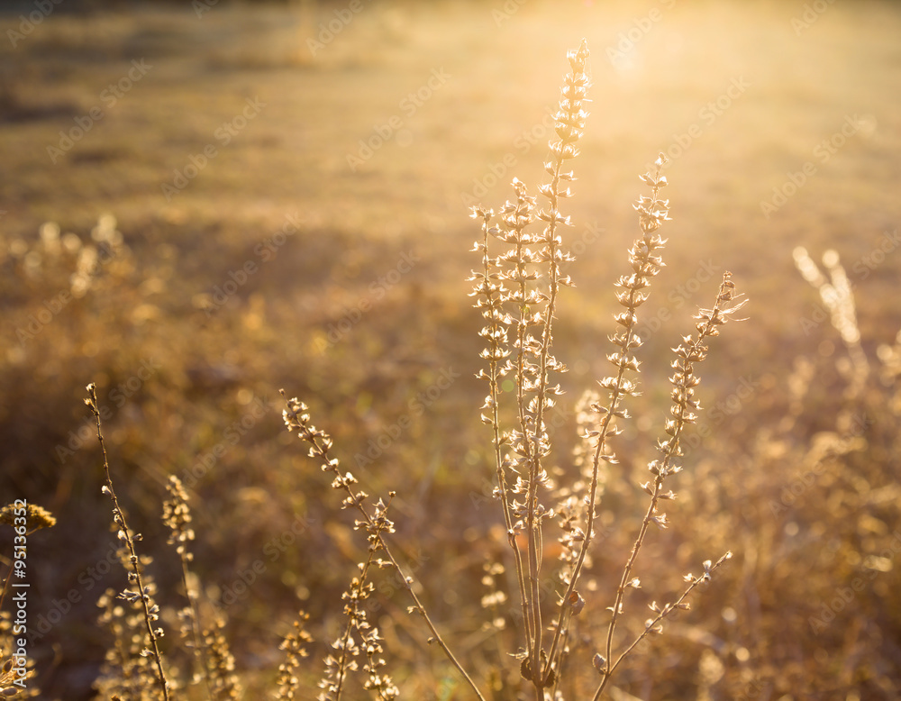 Fototapeta premium Wild flowers on sunny autumn meadow