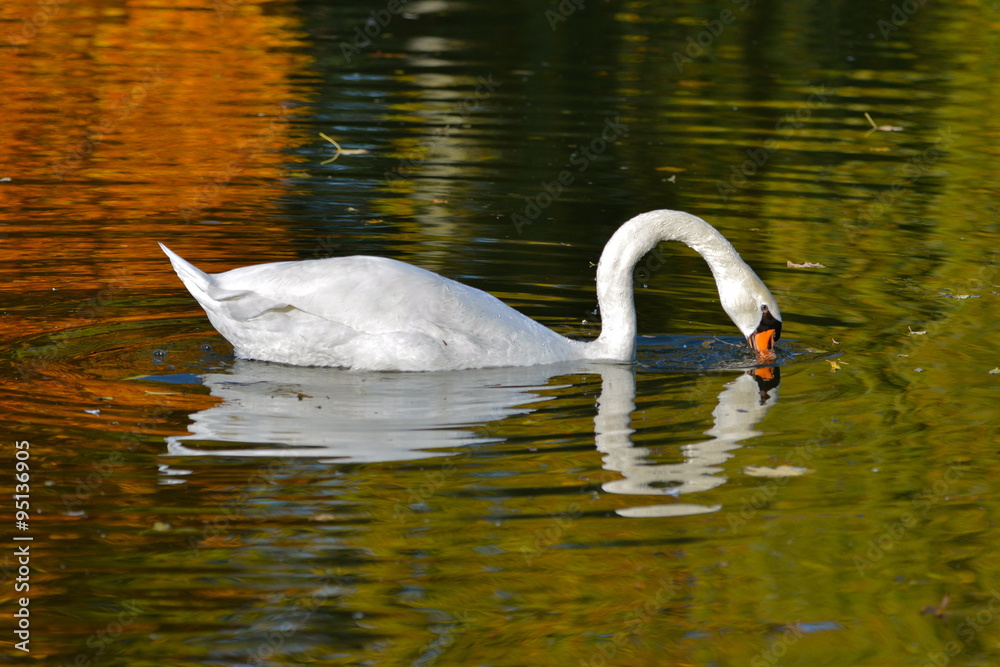 Naklejka premium Cygne, automne