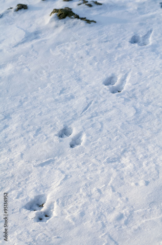Animal Tracks in Snow © inimma