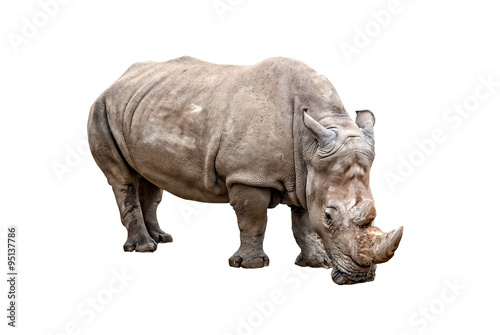 Rhino on a white background