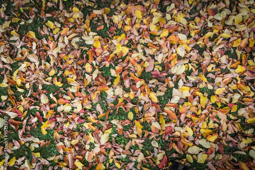 Farbige Herbstblätter auf der Wiese