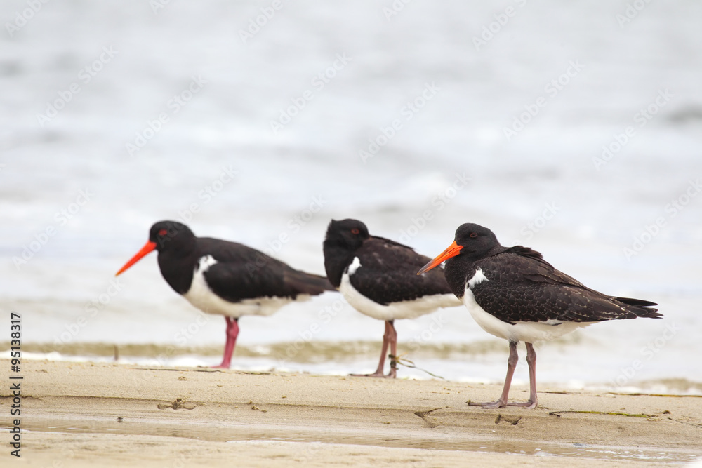 Australische Austernfischer (Haematopus longirostris) Australische Austernfischer (Haematopus longirostris)