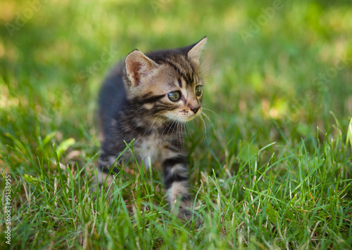 striped cat playing in the grass