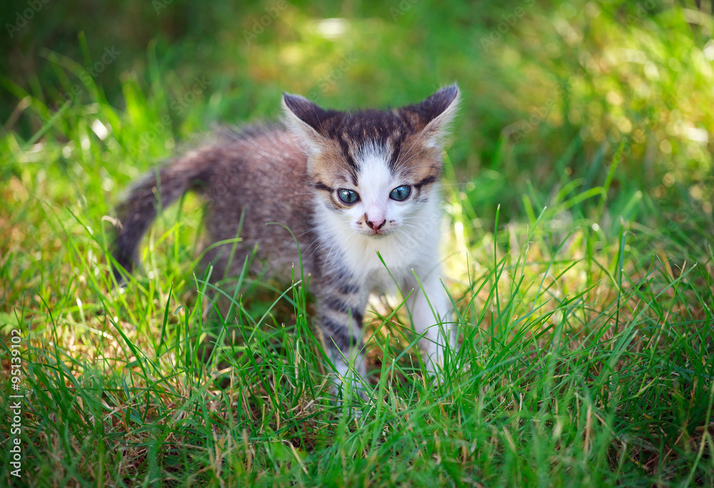  little cat playing on the grass