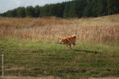 Fototapeta Naklejka Na Ścianę i Meble -  Dog breed red Japanese Shiba