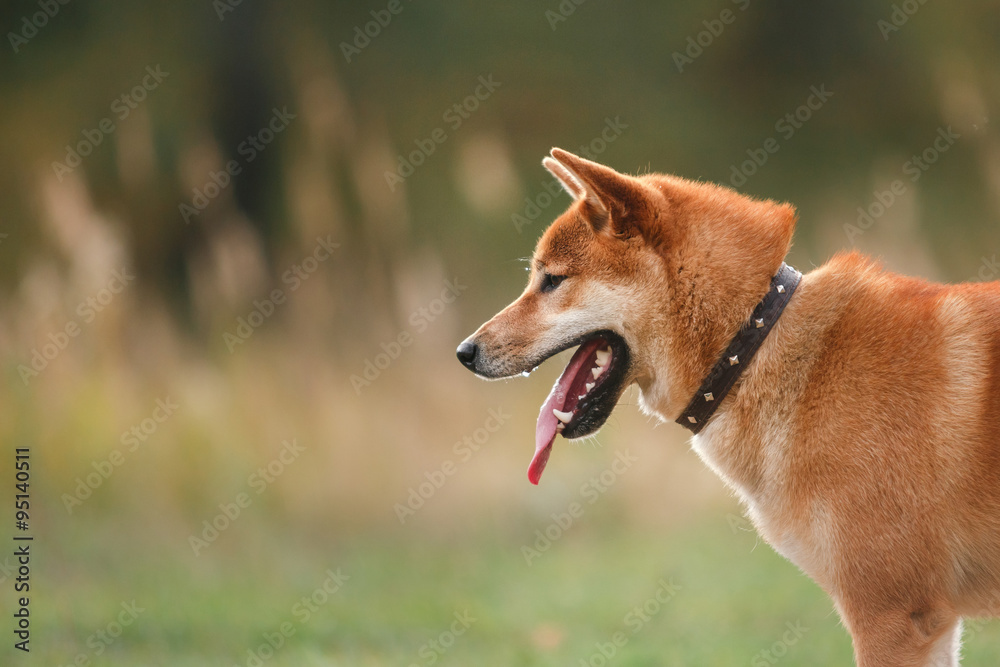 Dog breed red Japanese Shiba