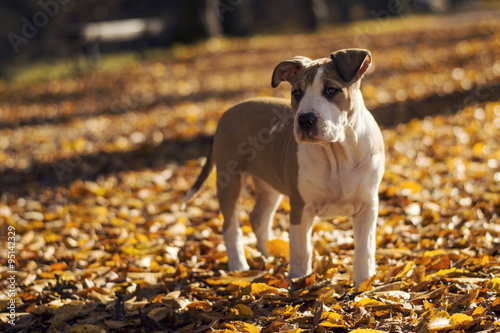 an american staffordshire terrier in leaves at autumn
