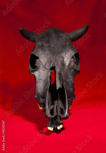 Black bulls skull