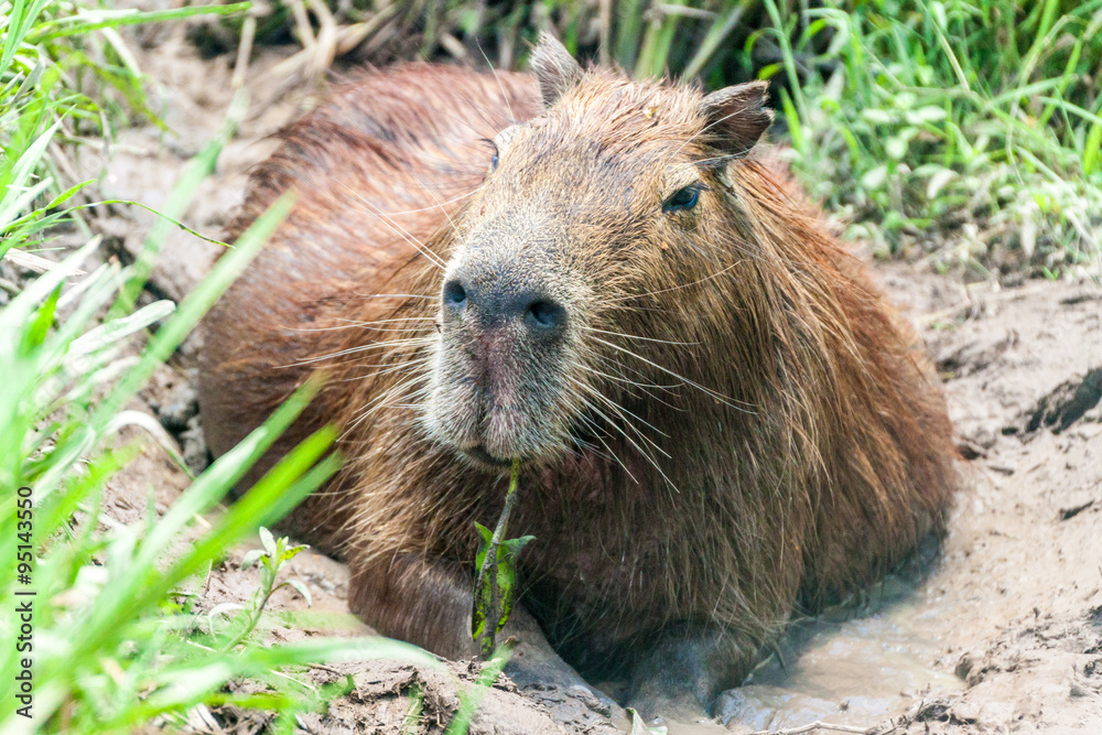 Capybara (Hydrochoerus hydrochaeris)  in Esteros del Ibera, Argentina