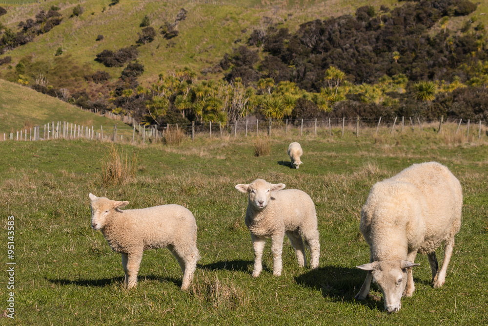 Fototapeta premium sheep with two lambs grazing in paddock