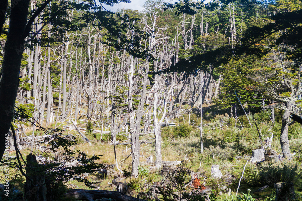 Fototapeta premium Forest in National Park Tierra del Fuego, Argentina