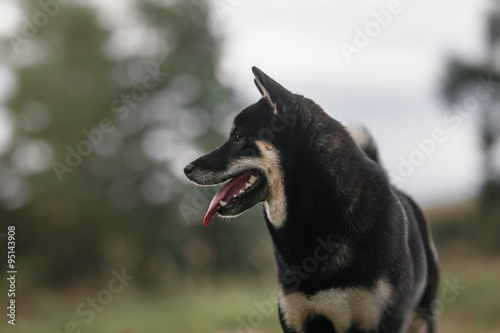 Dog breed black Japanese Shiba